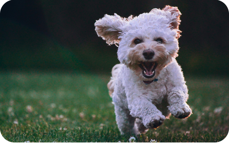 Perro feliz
